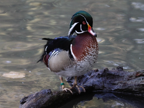 Wood Duck